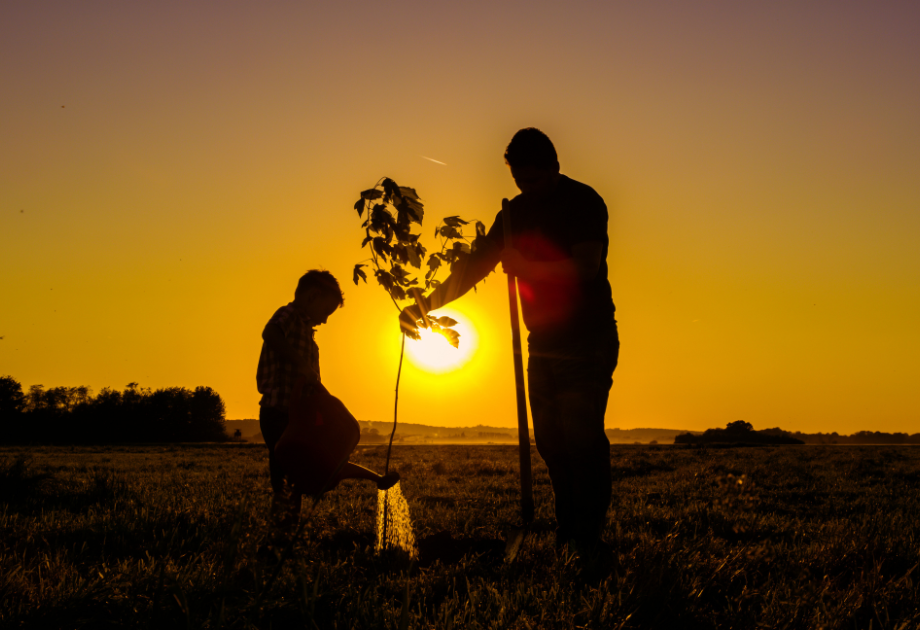 two people planting a tree at sunset